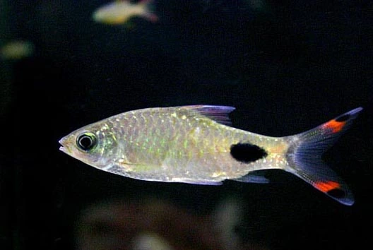 Kerala Barbe (Barbus mahecola)